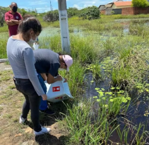 Uso de peixes no combate à dengue no Piauí