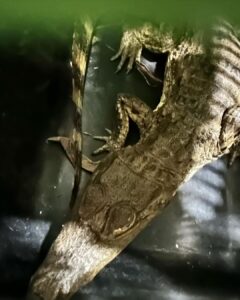 Jacaré estava em um esgoto