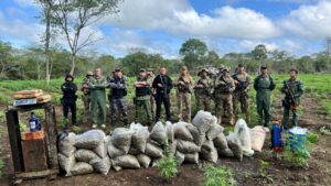 Plantação de maconha localizada no Piauí