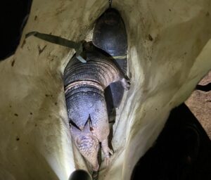 Caça ilegal do tatu no Piauí