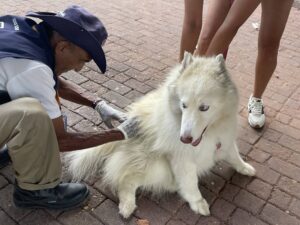 Vacinação contra raiva