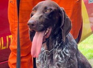 Thor, k9 do Corpo de Bombeiros do Piauí