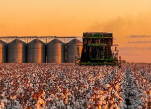 Plantação de algodão no Piauí
