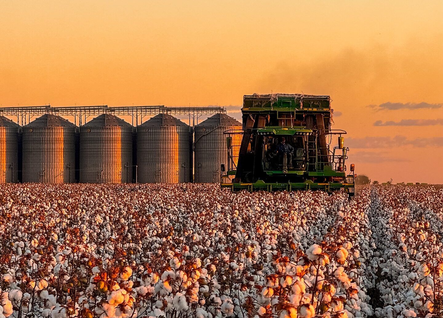 Plantação de algodão no Piauí