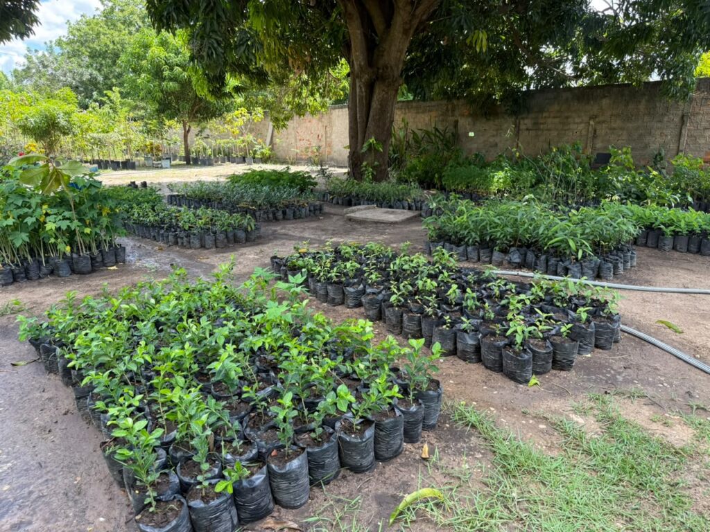 Viveiro de plantas
