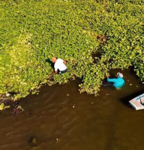 Retirada de Aguapés em Teresina