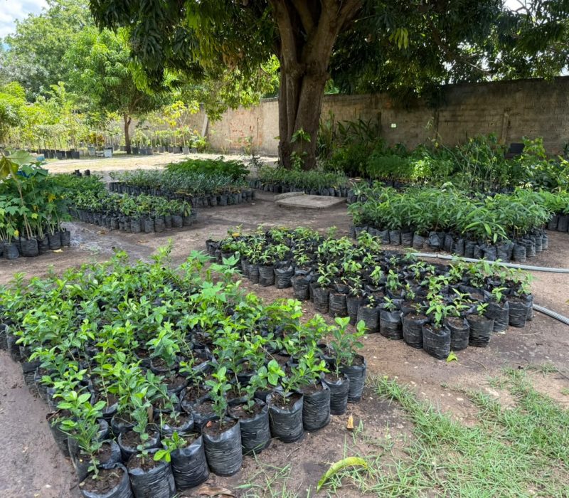 Viveiro de plantas