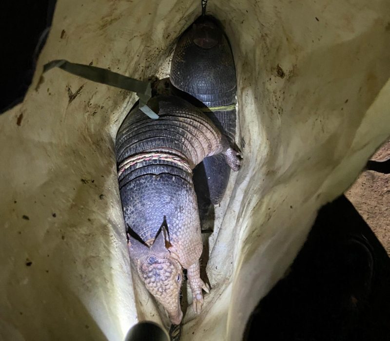 Caça ilegal do tatu no Piauí