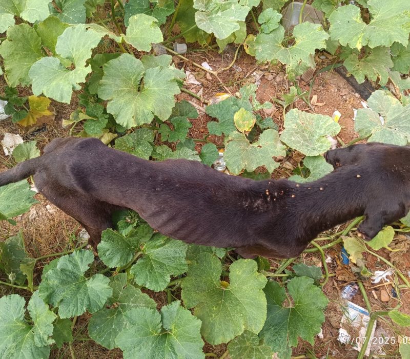 IMG-20250711-WA0209