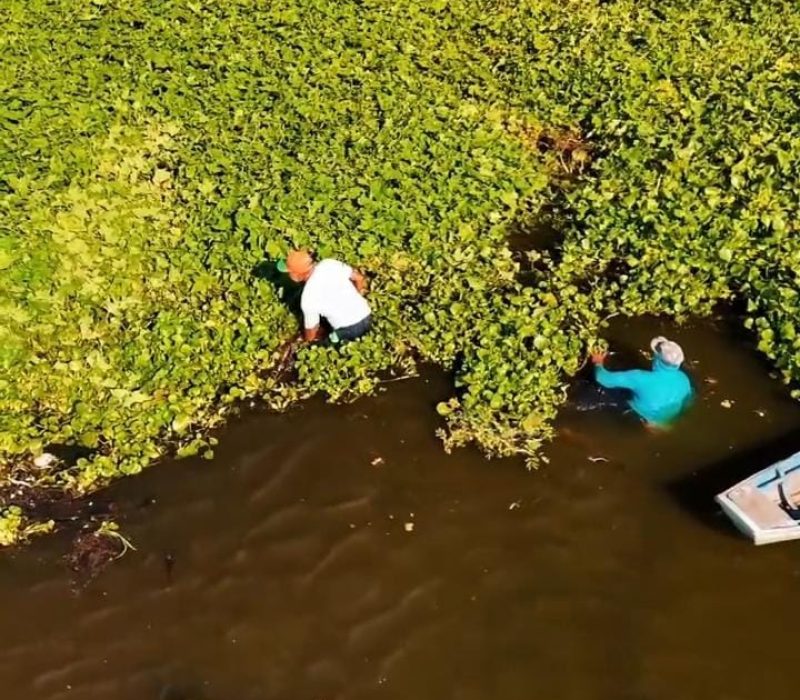 Retirada de Aguapés em Teresina