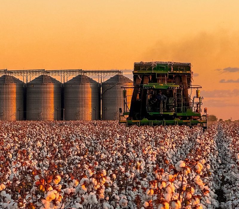 Plantação de algodão no Piauí