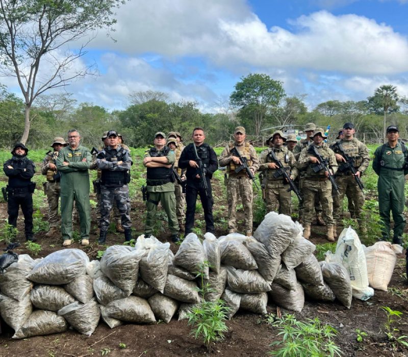 Plantação de maconha localizada no Piauí
