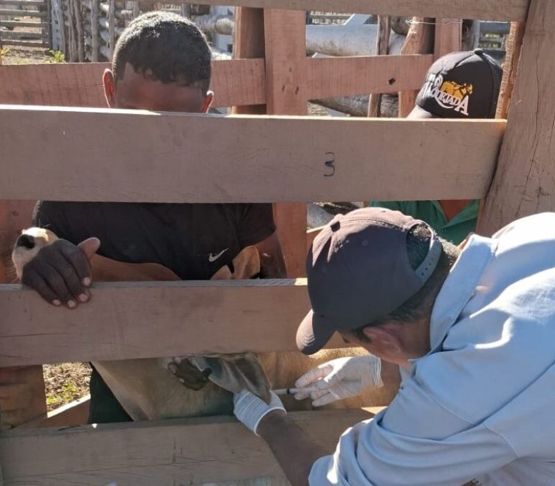 Vacinação contra brucelose