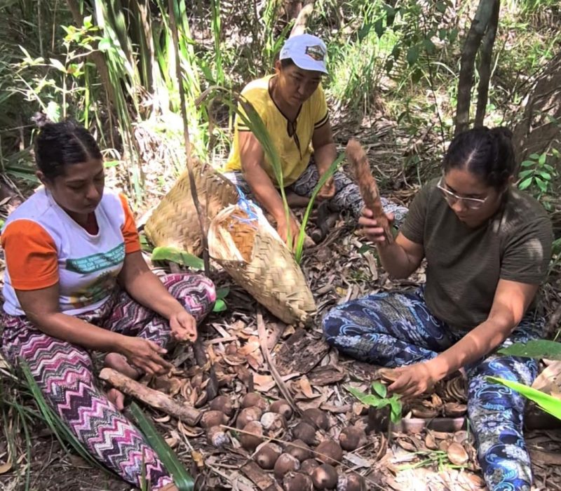 Quebradeiras de Coco