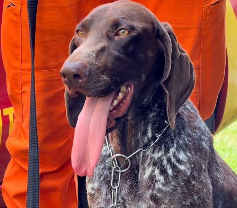 Thor, k9 do Corpo de Bombeiros do Piauí