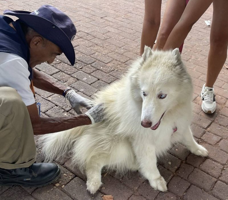 Vacinação contra raiva
