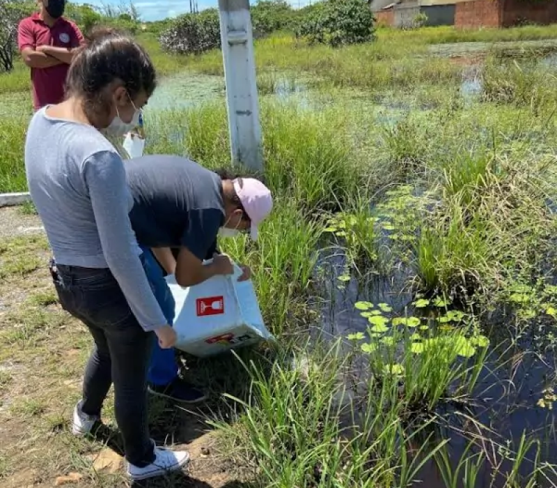 Uso de peixes no combate à dengue no Piauí