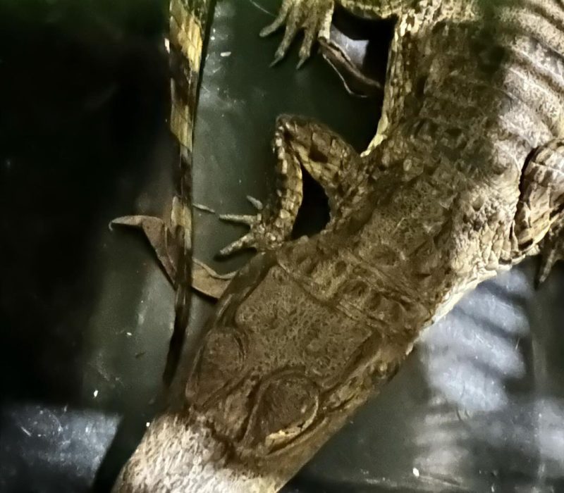 Jacaré estava em um esgoto